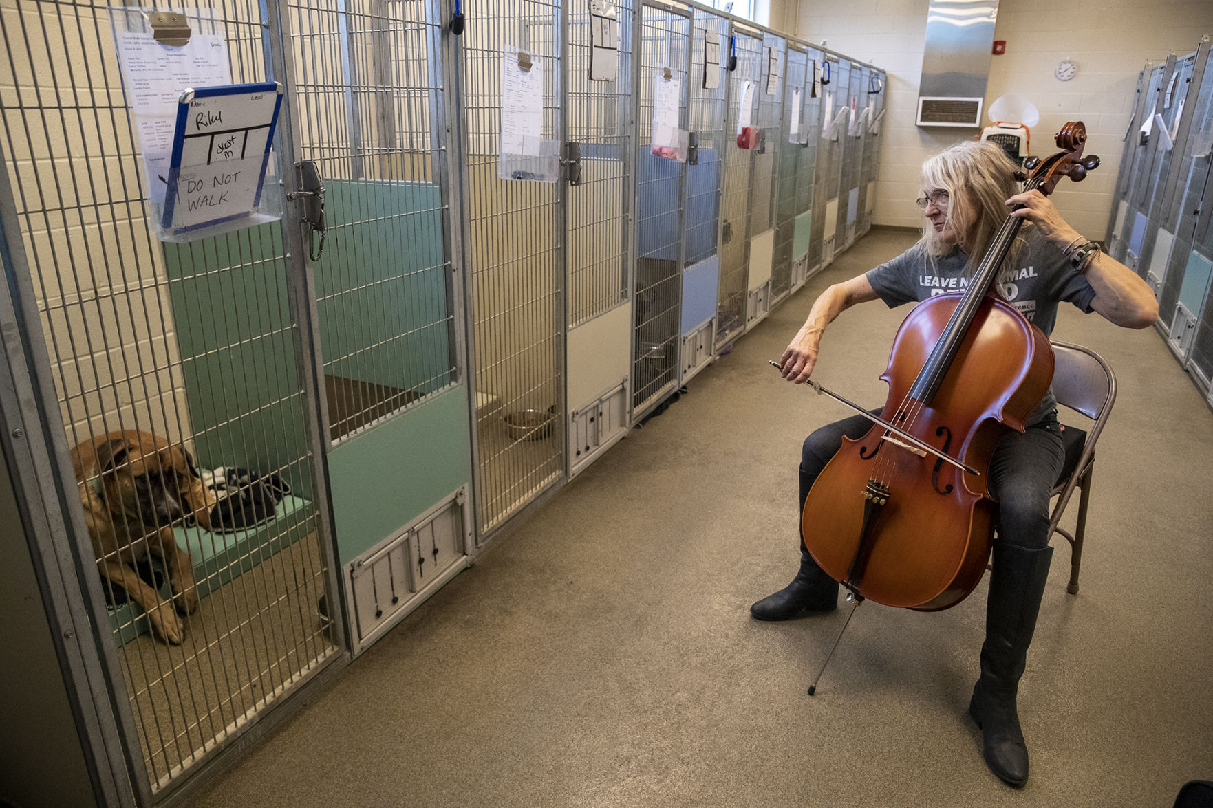 Midlands Humane Society